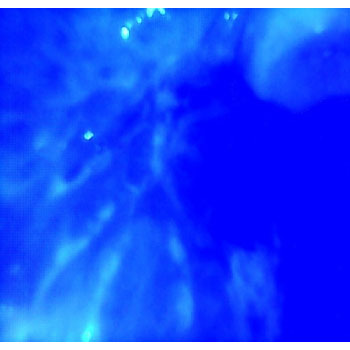 MicrosoftTeams-image (31)