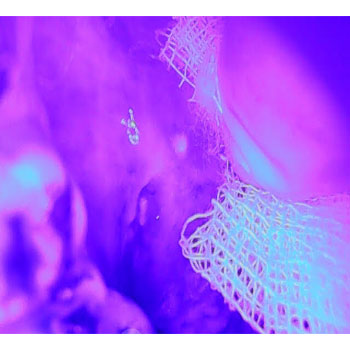 MicrosoftTeams-image (35)